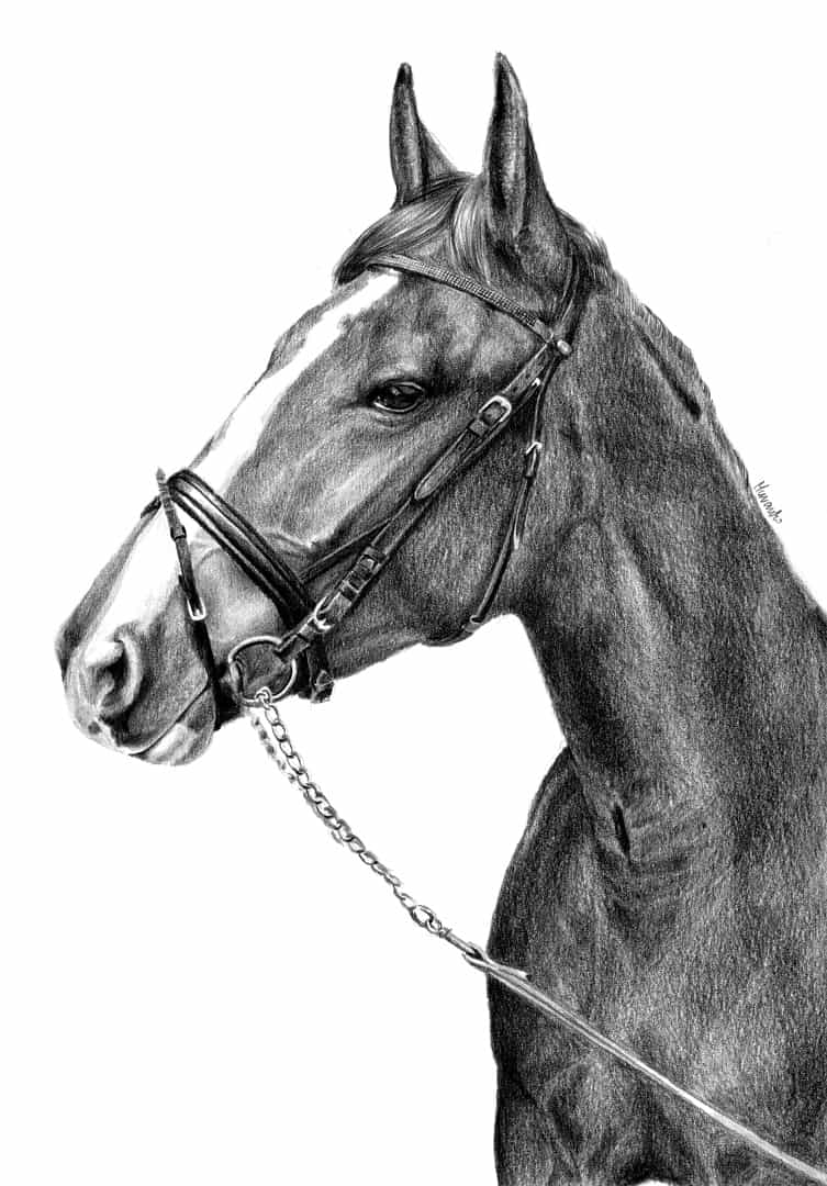 Portret konia w tranzelce