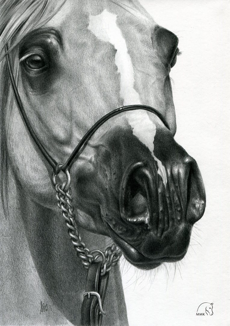 Klacz arabska Erebora.