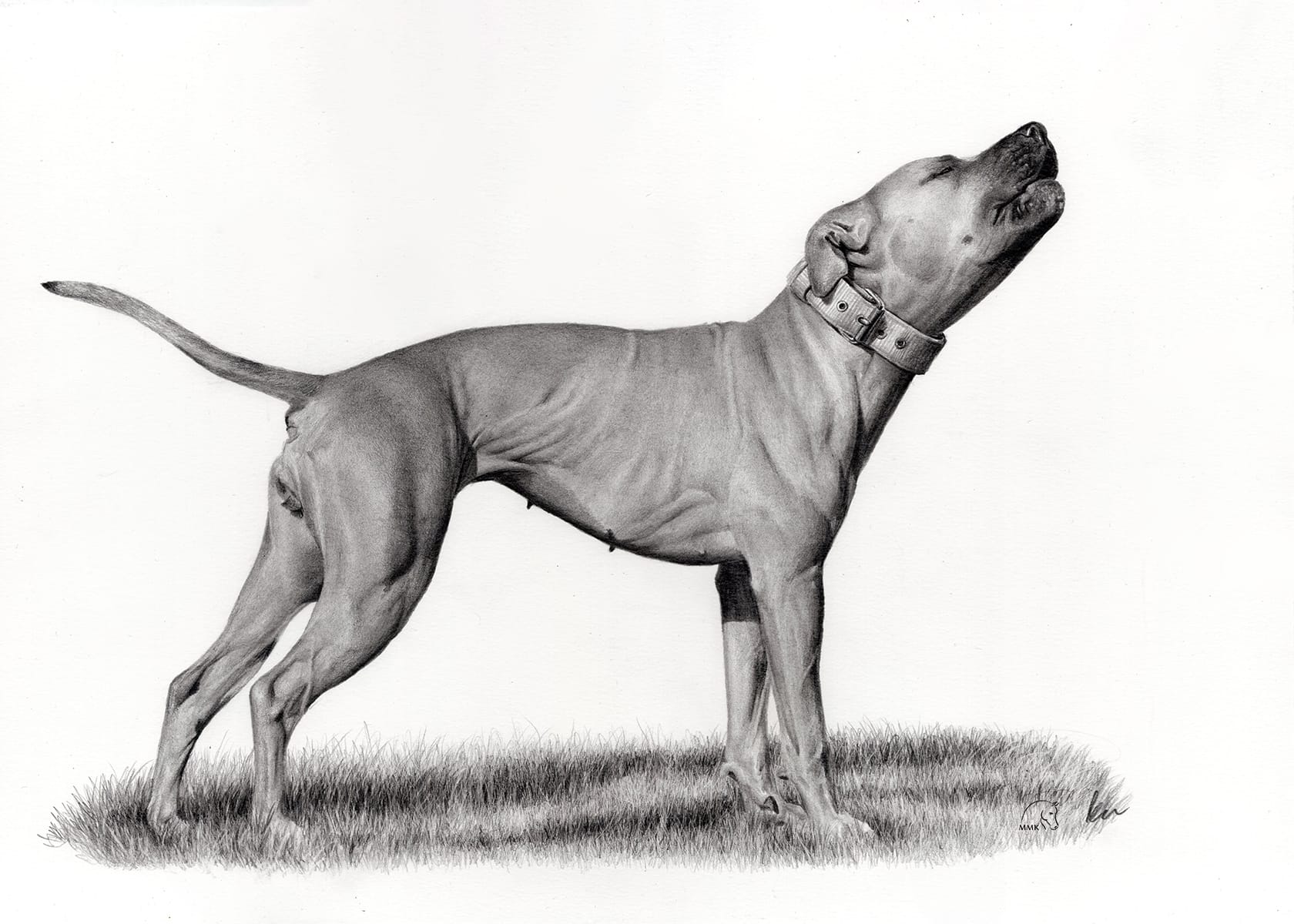 Featured image for “Pit bull”