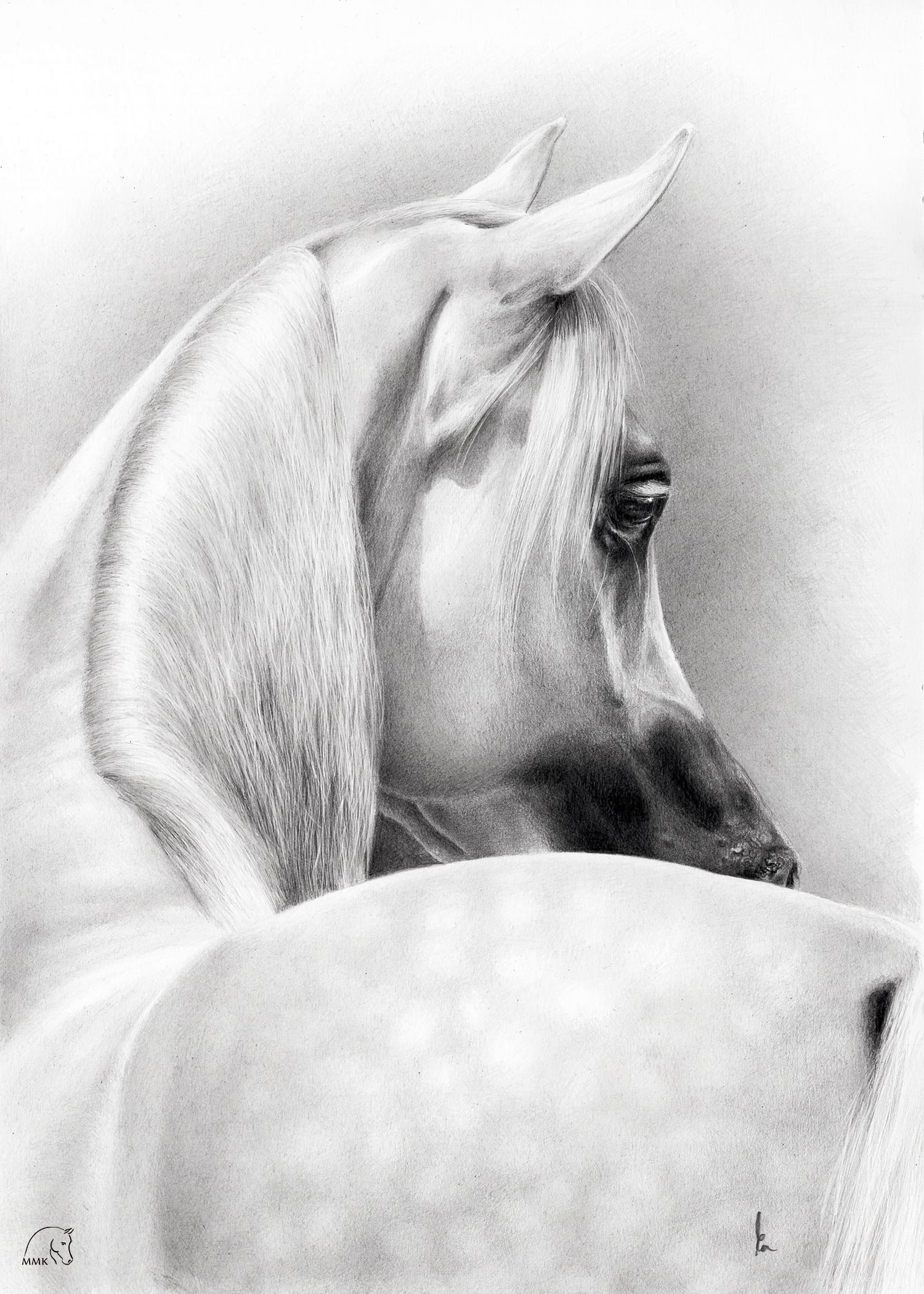 Featured image for “Wildonara”